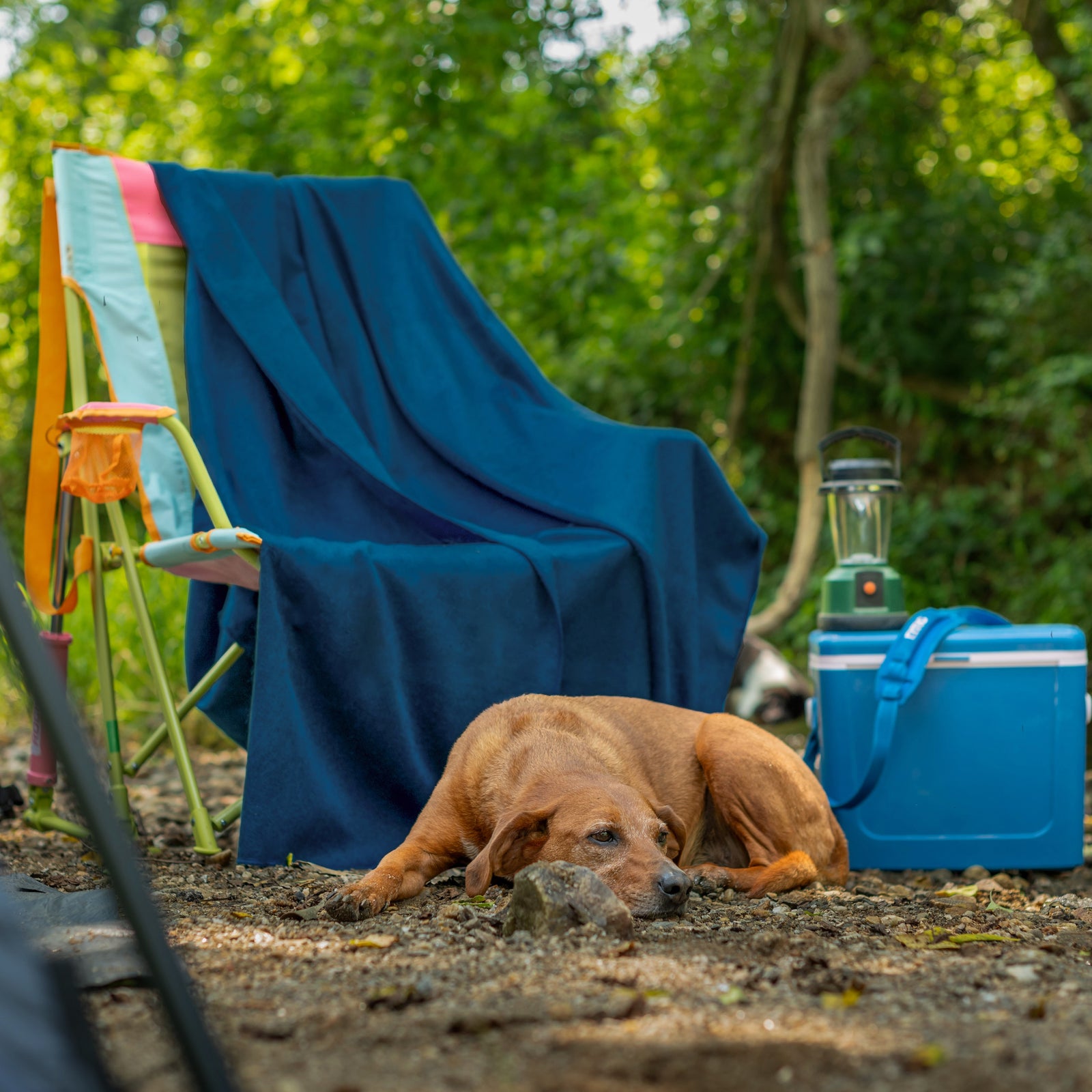 Blue - Solid Throw Blanket